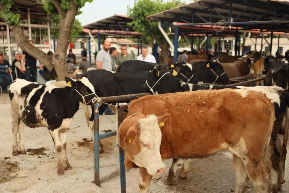 Mugla 2025 Kurban Kesim Ucretleri Aciklandi